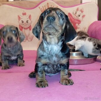 Jazvečík trpasličì merle - 2