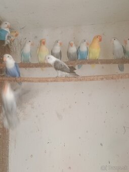 Exotické vtáctvo na predaj - 2