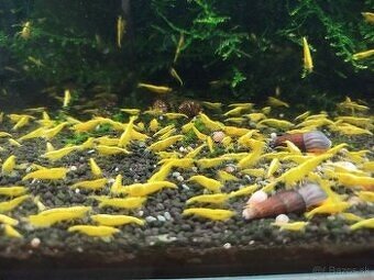 Koupím krevetky - 2