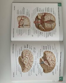 Netterov anatomický atlas človeka - 2