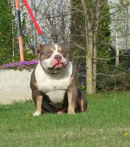 American bully - 2