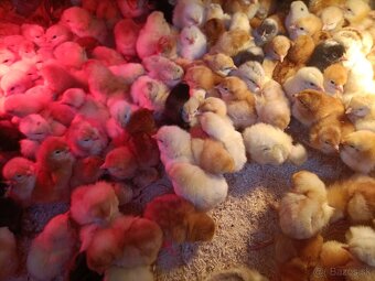 Predám kuriatka rôzne vakcinovane cena 1,7€ dohoda - 2