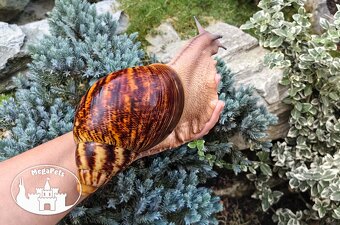 Africké slimáky Archachatina marginata ovum XXL / terárium - 2