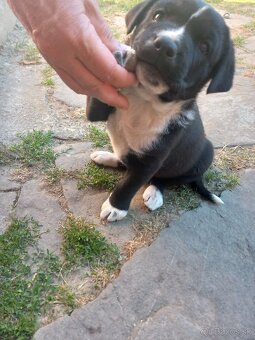 Labrador krížený so špringel španielom - 2