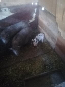 vietnámi malac - 2