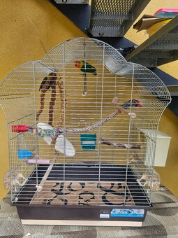 Agapornis Fischer spolu s klietkou - 2