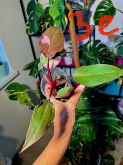 Rastliny Philodendron Pink Princess - 2