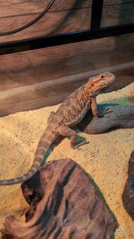 Predám Agamu Bradatú - 2