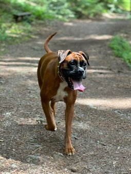 nemecký boxer - šteniatka (predbežná rezervácia) - 2