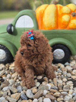 Pudel toy girl/boy - 2