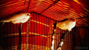 Zebricky austrálske - 2