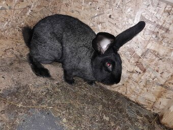 Predám králiky. - 2