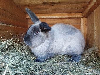 KUNÍ VEĽKÝ MODRÝ - samec s rodokmeňom - 2