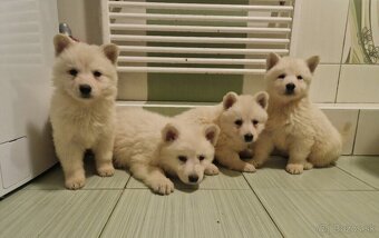 Biely švajčiarský ovčiak s PP - 2