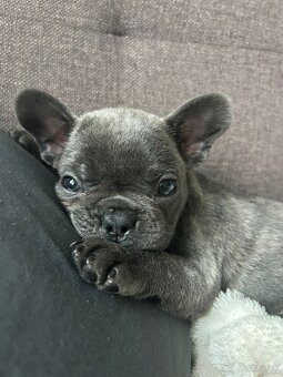 Šteniatko francúzsky buldoček - 2