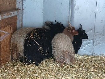 Hortobagyske racky - 2