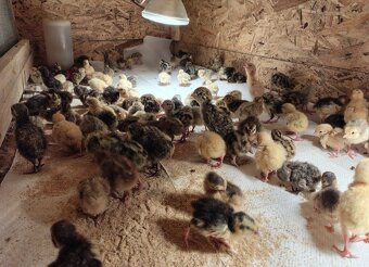 Predám japonské prepelice - 2