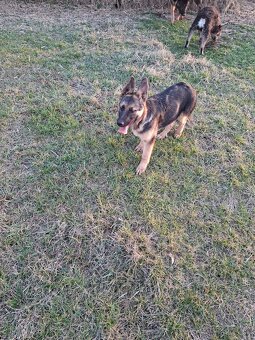 Stena Nemecký ovčiak - 2