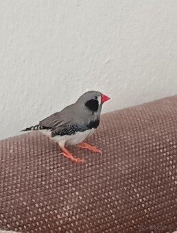 Zebrička austrálska - 2