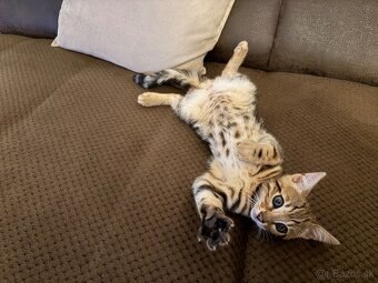 Bengalsky kocurik - 2