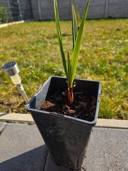Palma jubaea Chilensis - 2