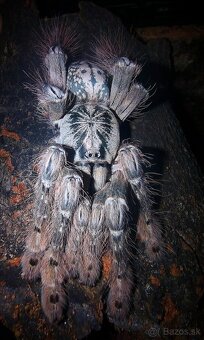 Pavúk, Vtáčkar , Tarantula , Heteroscodra maculata - 2