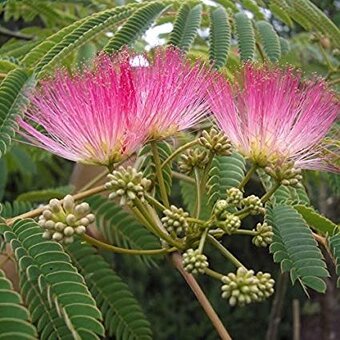 80-90 cm / 15 €, 120cm / 20€. Albizia Julibrissin - 2