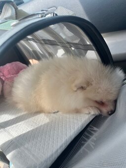 Čistokrvného mini pomeraniana - 2