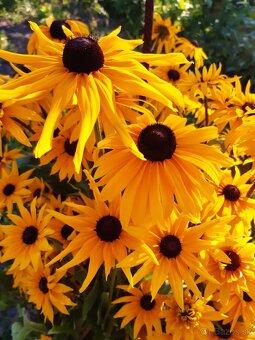 Rudbeckia srstnatá žltá - 2