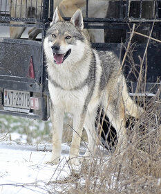 šteniatka československy vlčiak - 2