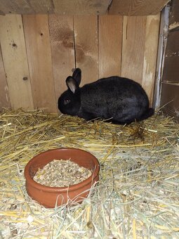 Ponúkam na predaj - 2