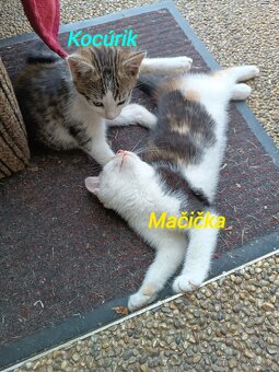 Predám mačiatká - 2