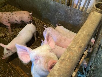 Predám odstavčatá - 2