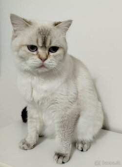 Britská colorpoint mačička s PP - 2