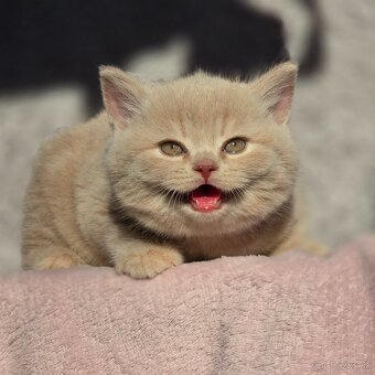 Britská kratkosrsta britské mačiatka Brit - 2