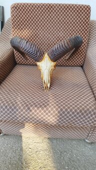 Predám trofej muflona parožie zhody trofeje - 2
