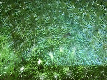 2ks Retro Zelené tabule/sklo s paternom - 2