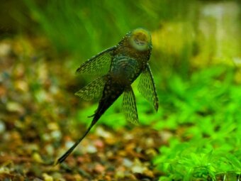 Prísavník obyčajný - Ancitrus sp. (samička) darujem - 2