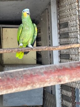 Amazonan venezuelsky - 2