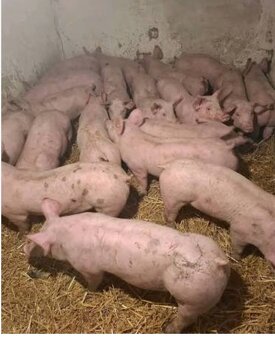 Ponúkam na predaj prasatá - 2