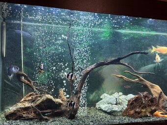 Predám akvarium Juwel RIO 240 - 2