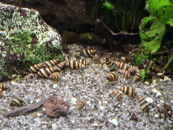 Predam Clea Helena - 2