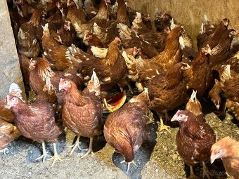 Sliepky Mládky Nosnice Lohman - 2