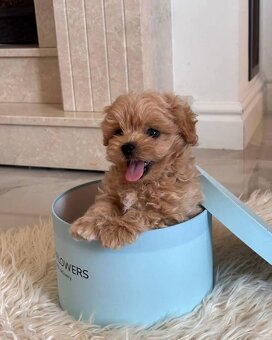 Maltipoo štěňátka - 2