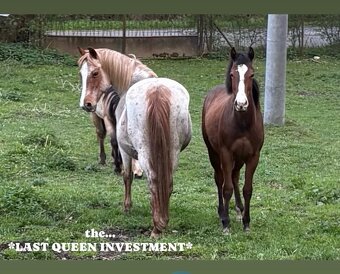 AMERICAN PAINT HORSE - 2