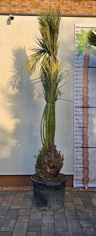 Palma 10 Pravý Datľovník - 2