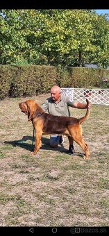 Bloodhound - 2