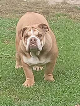 Anglicky buldog - 2