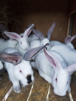 Predávam zajace matka ich hyla a  otec belgický obor Albin - 2