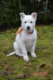 Biely švajčiarsky ovčiak , s PP - 2